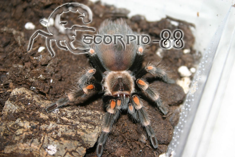Brachypelma auratum.JPG