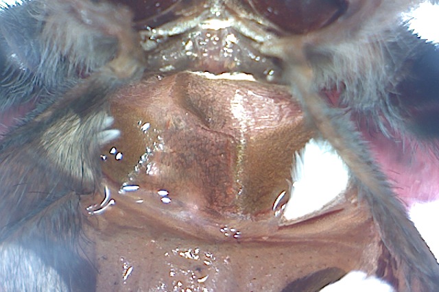 Brachypelma boehmei sexado macho