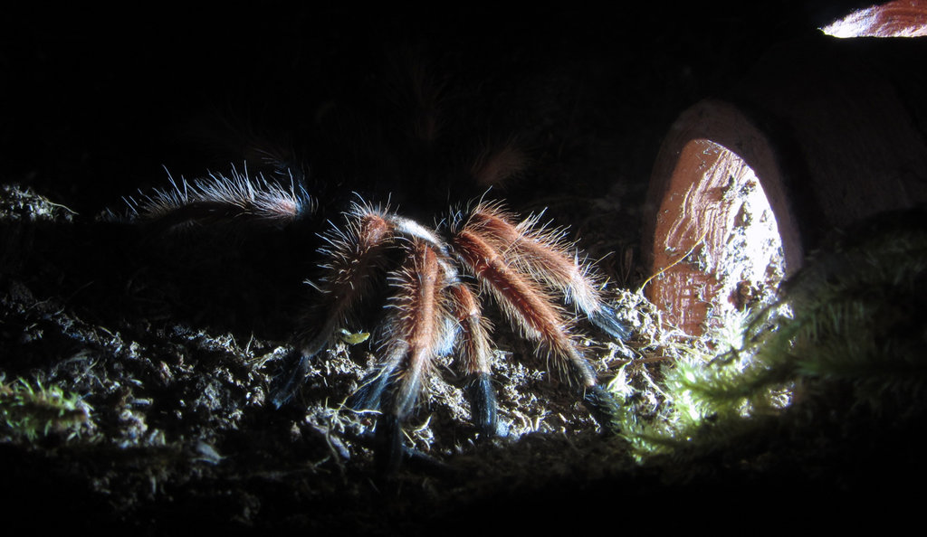 Brachypelma boehmei