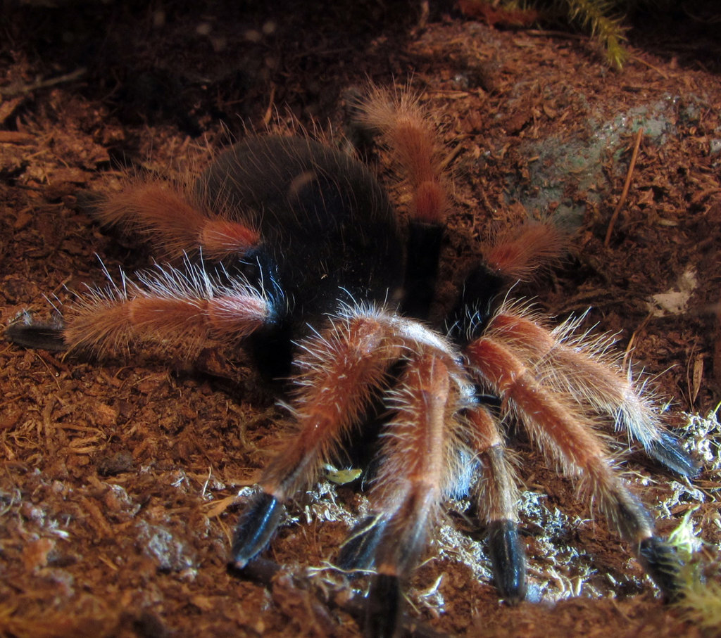 Brachypelma boehmei