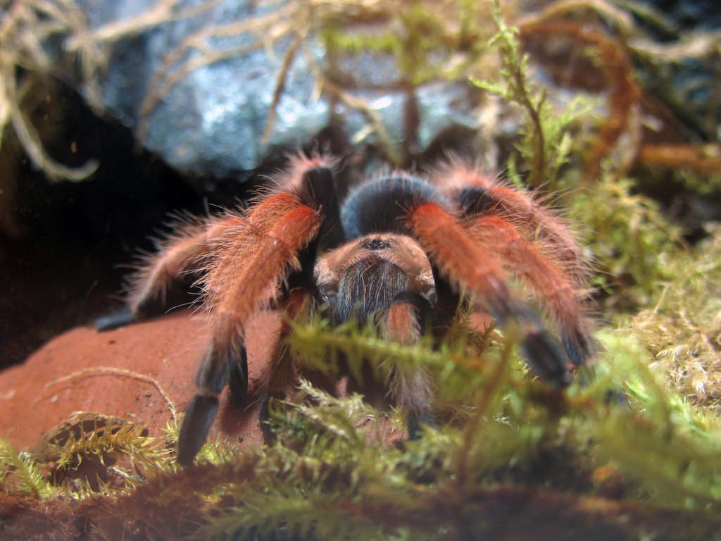 Brachypelma boehmei