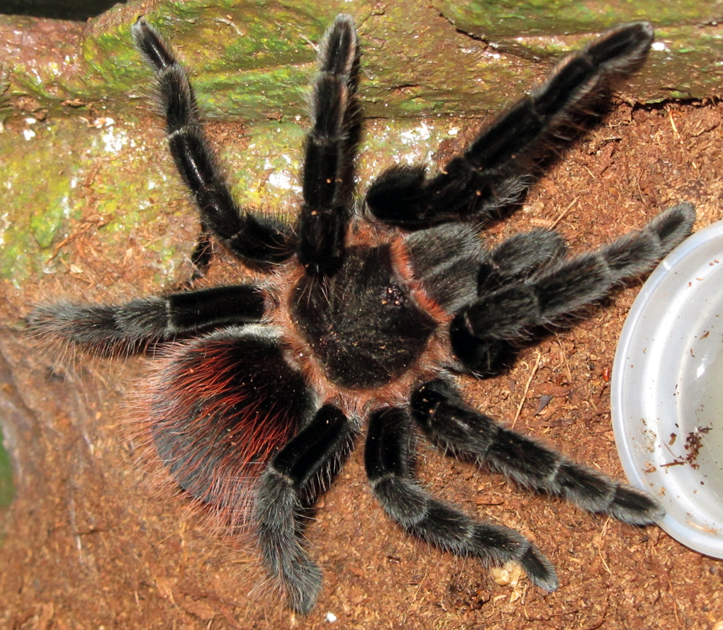 Brachypelma khalembergi