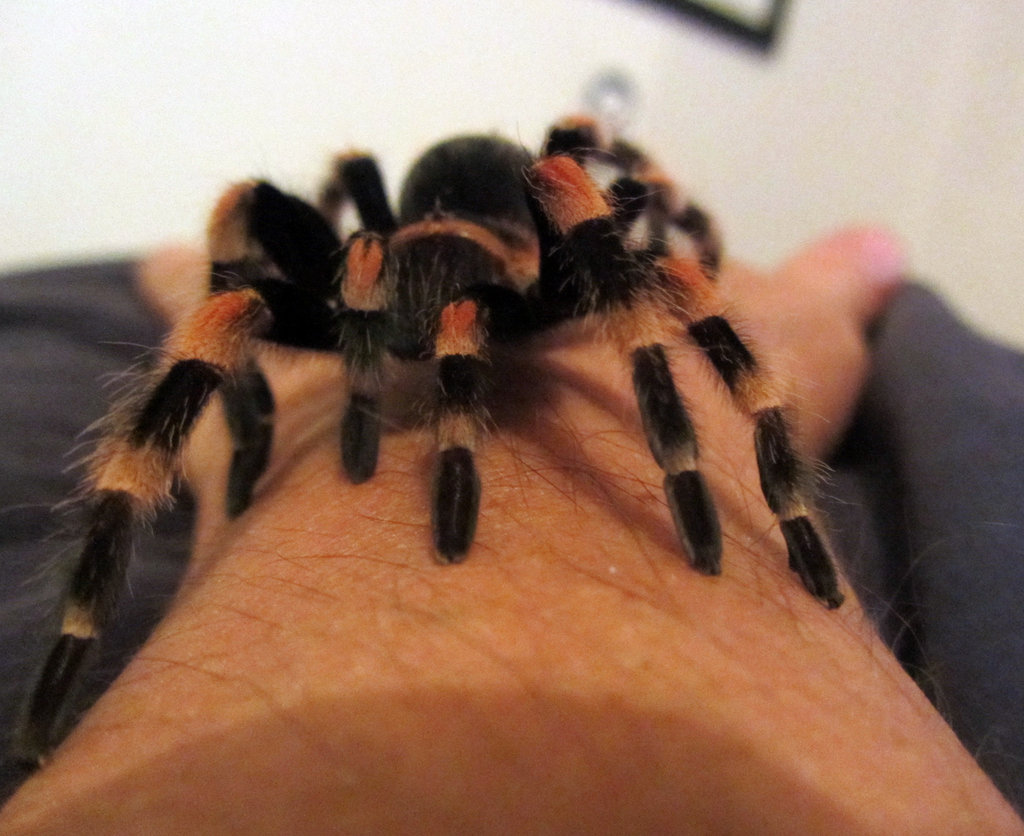 Brachypelma smithi