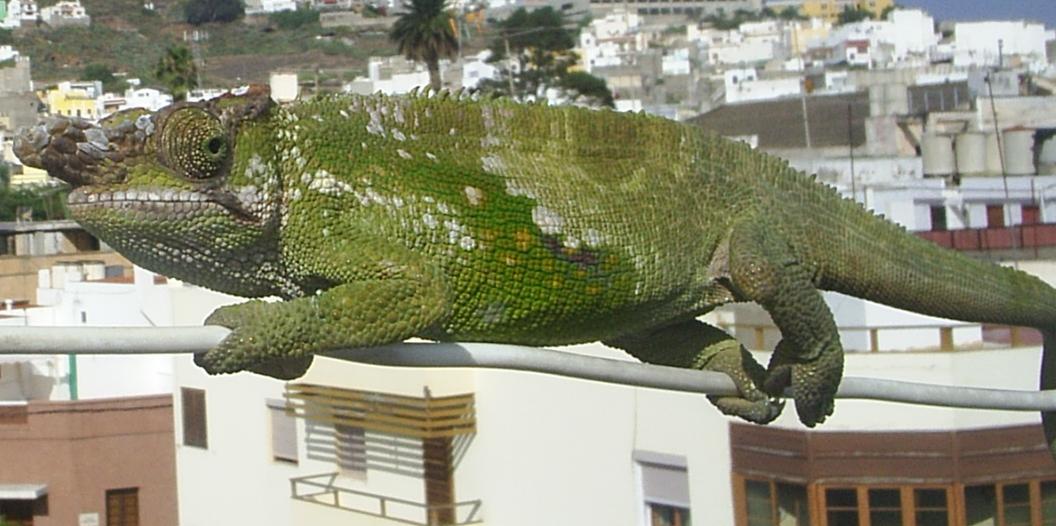 Bradypodion fischeri.JPG