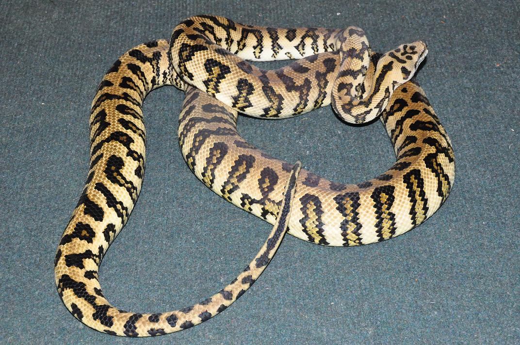 BREDLIJAGUAR 2009.JPG