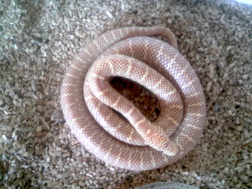 brooksi albina lavender T+ baby