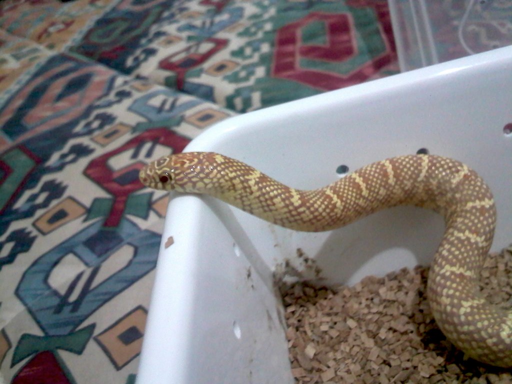 brooksi albina lavender T+ foto 1