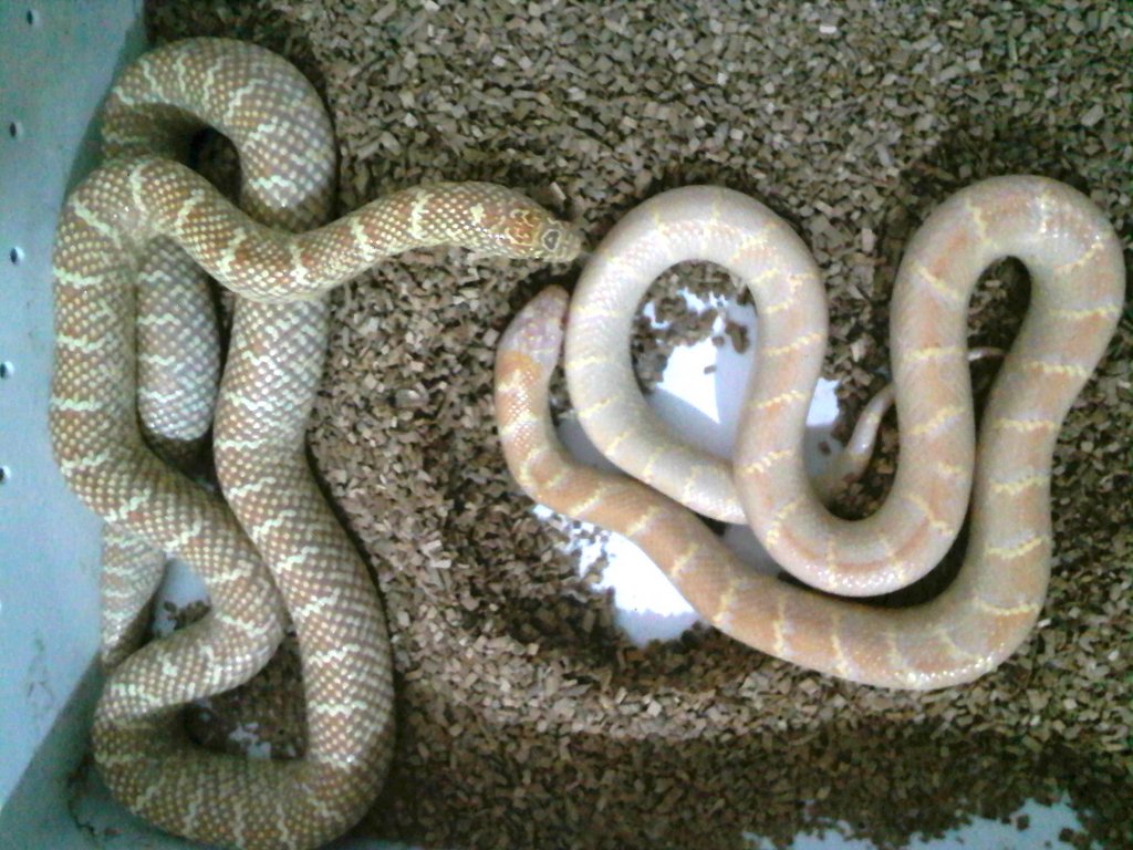 brooksi albina lavender vs albina T