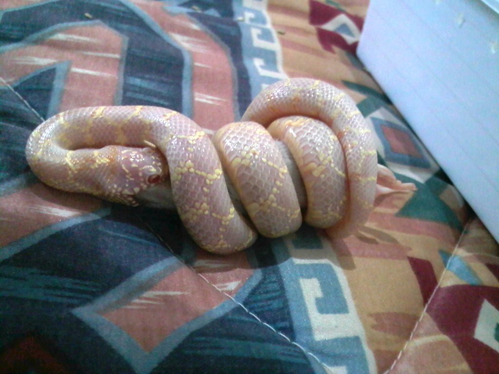 brooksi albina T- foto 3