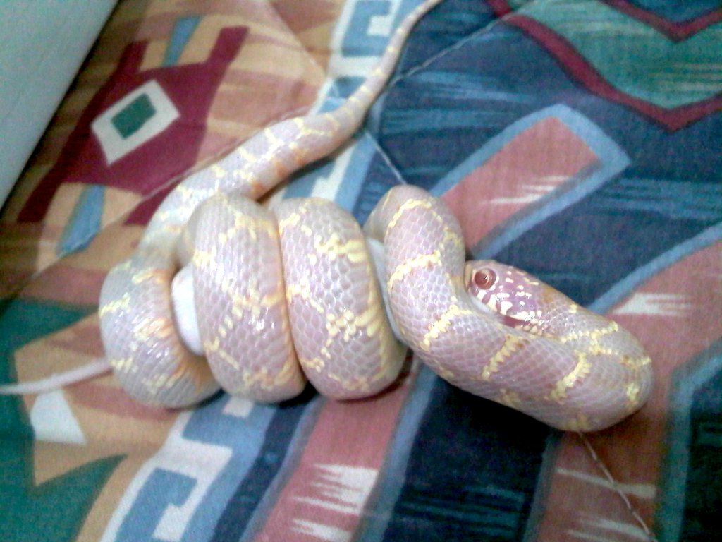 brooksi albina T- foto 4