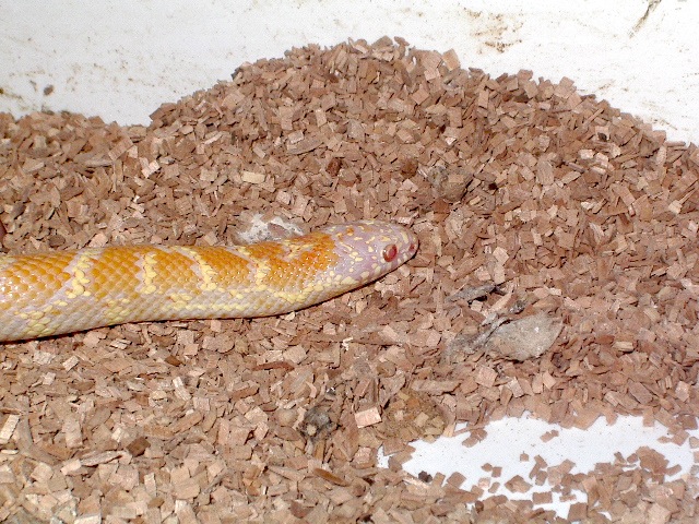 brooksi albino T nov'11 detalle