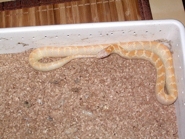 brooksi albino T nov'11