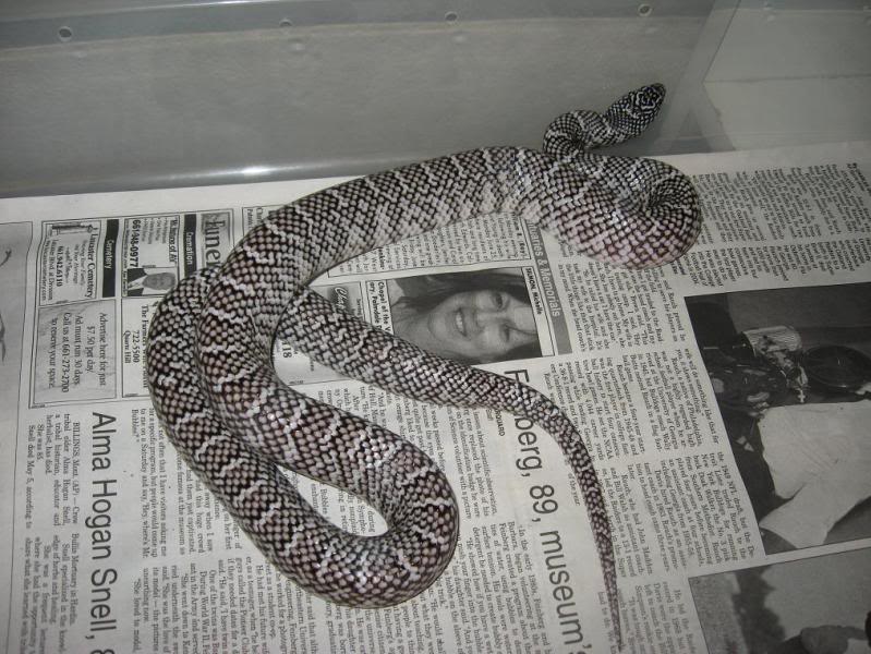 brooksi anerythristic