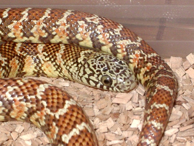 brooksi hypo nov'11 detalle