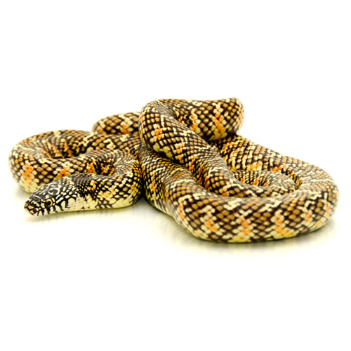 Brooksi King Snake