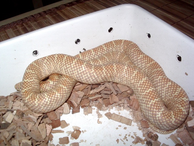 brooksi lavender hembra nov'11