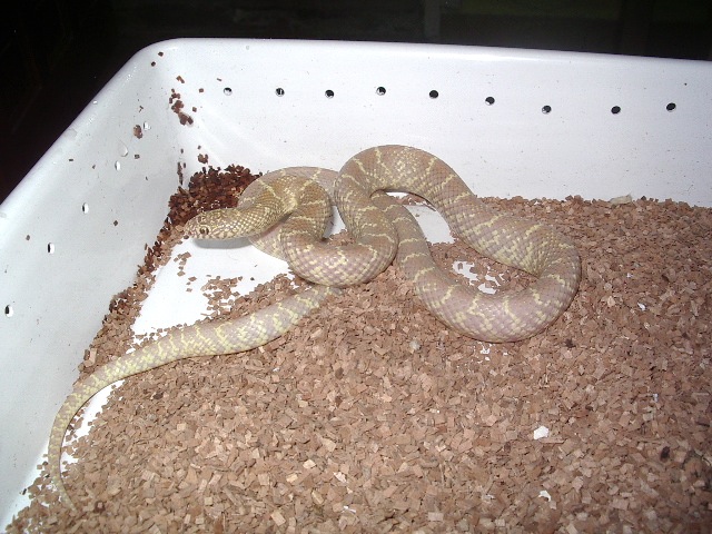 brooksi lavender macho nov'11