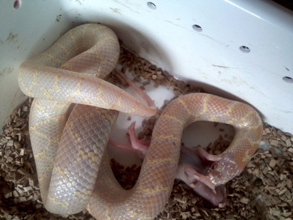 brooksi t agosto 11 2