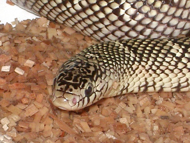 brooksi white cheek hembra nov'11 detalle