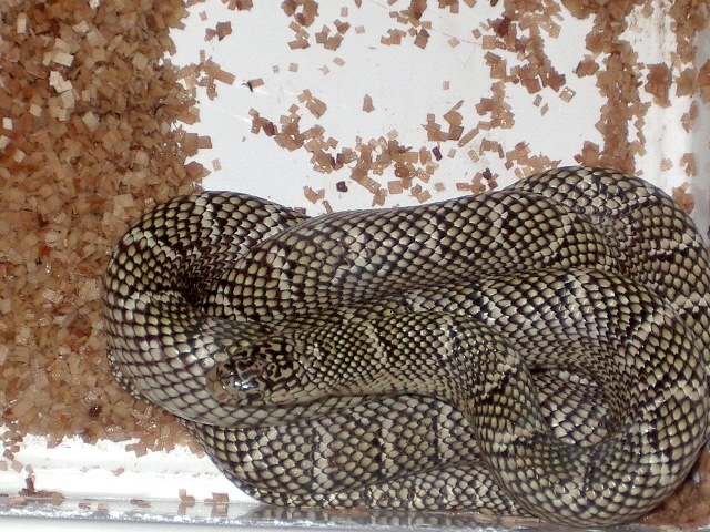 brooksi white cheek hembra nov'11