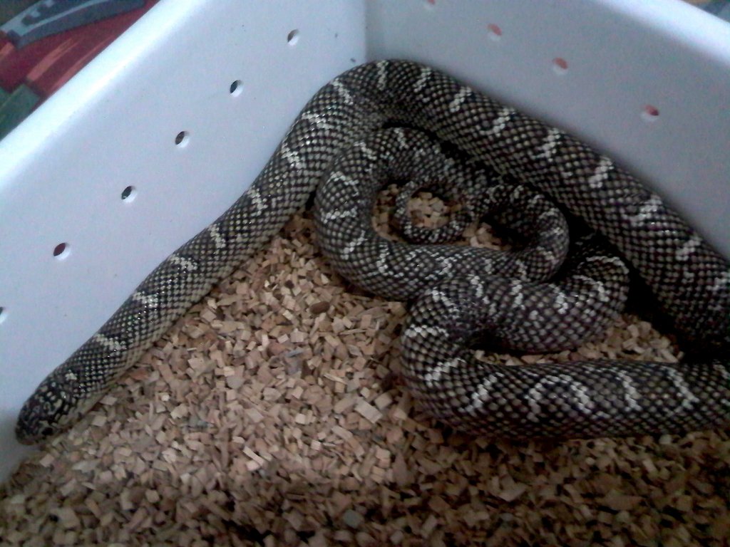 brooksi white cheek hembra