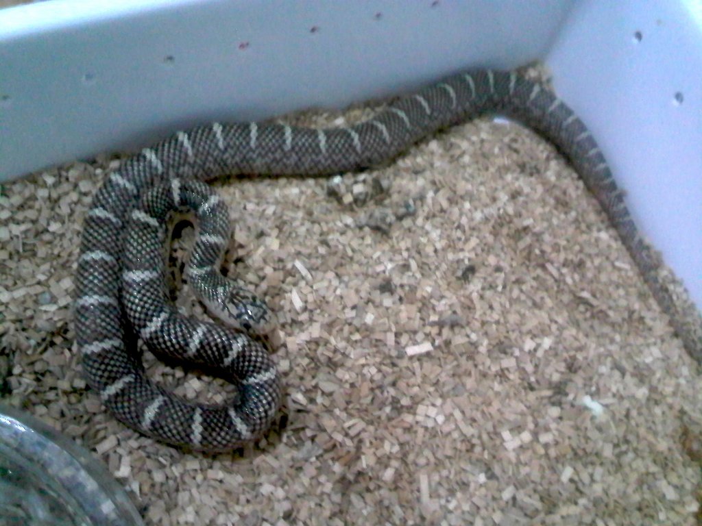 brooksi white cheek macho 2