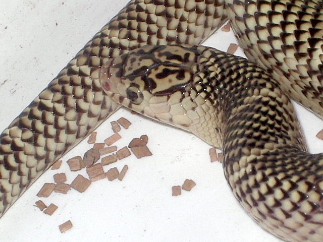 brooksi white cheek macho nov'11 detalle