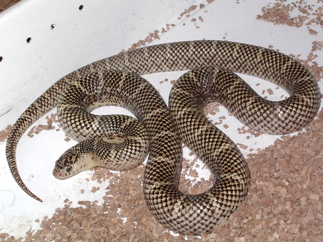 brooksi white cheek macho nov'11