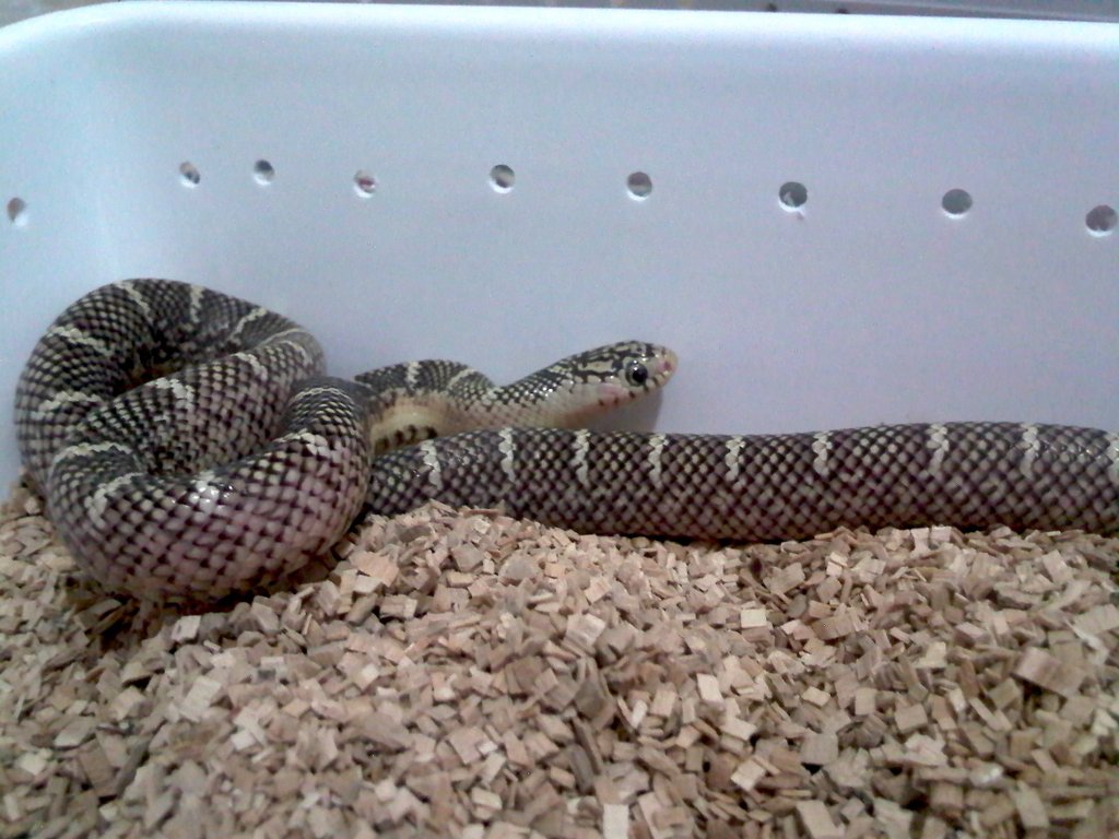 brooksi white cheek macho