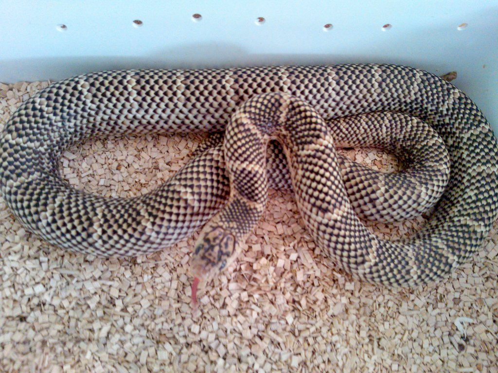 brooksi white chek macho