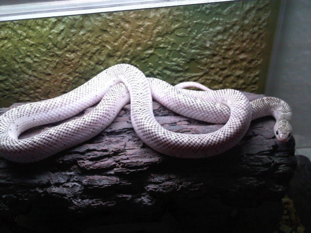 Brooksi white sided nov'11 2