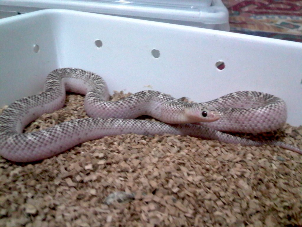 brooksi whitesided 1