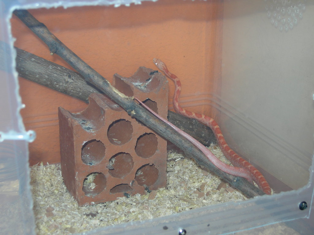 bubblegum rat snake 2