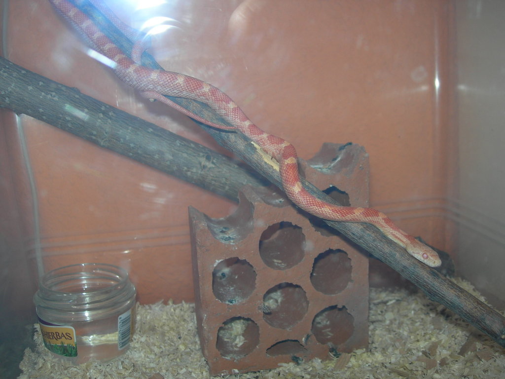 Bubblegum rat snake