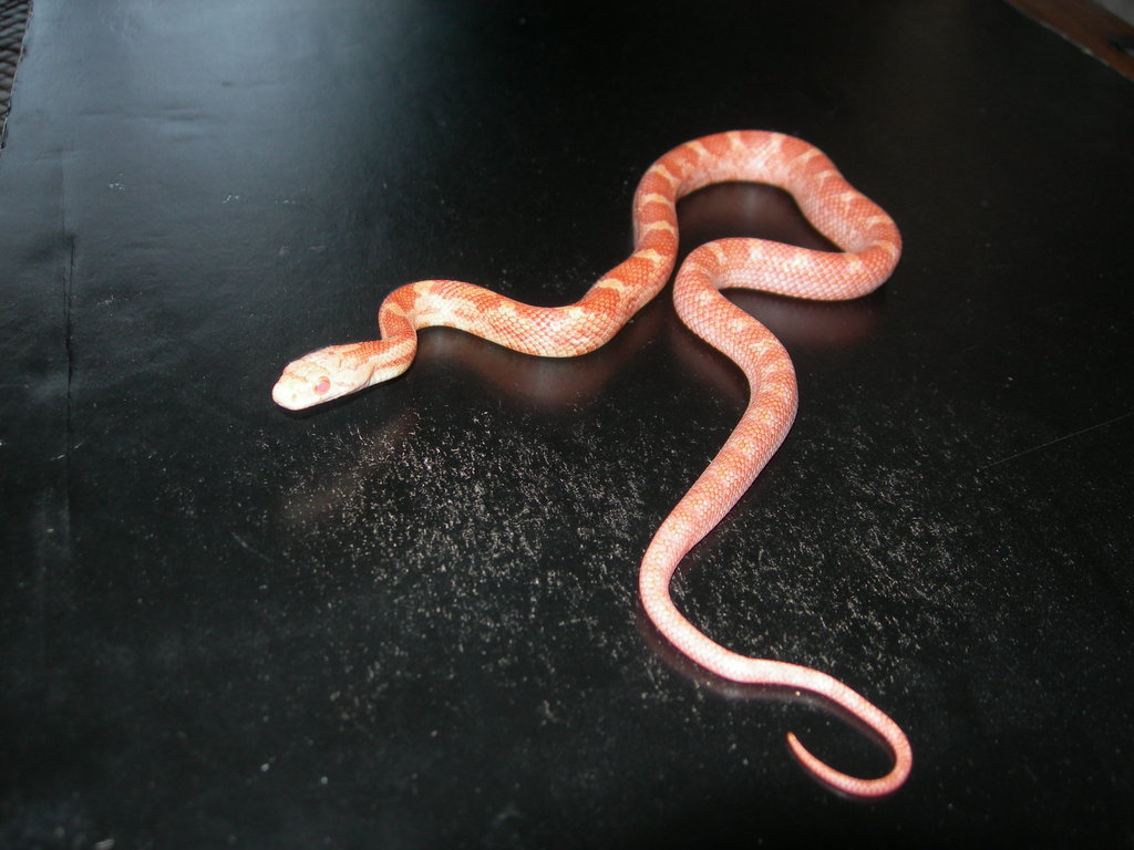 Bubblegum rat snake