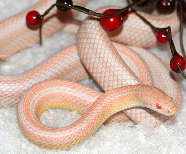 bubblegum snow_stripe_large.jpg