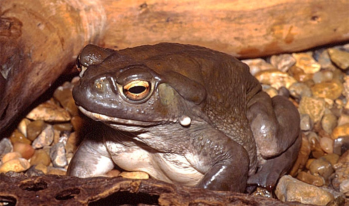 bufo alvarius Girard 01.jpg