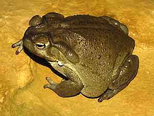 Bufo alvarius Girard 02.jpg