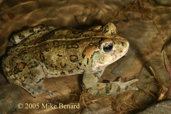 Bufo boreas 01.jpg