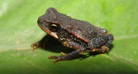 Bufo cavifrons 01.jpg