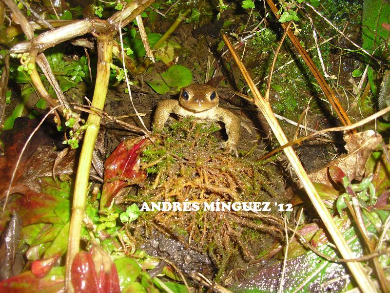 bufo2.jpg