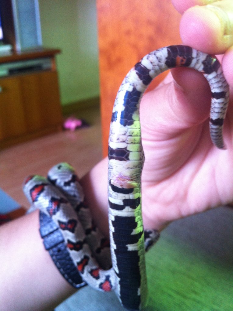 bulto y cloaca sobresalida