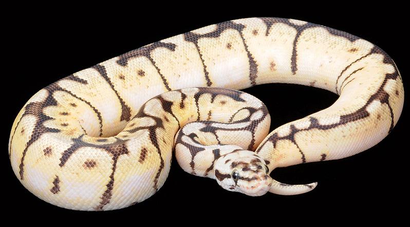 bumble bee hembra 1.jpg