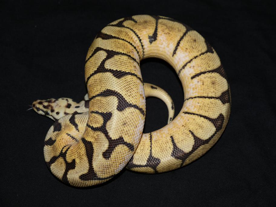 bumble bee macho.JPG