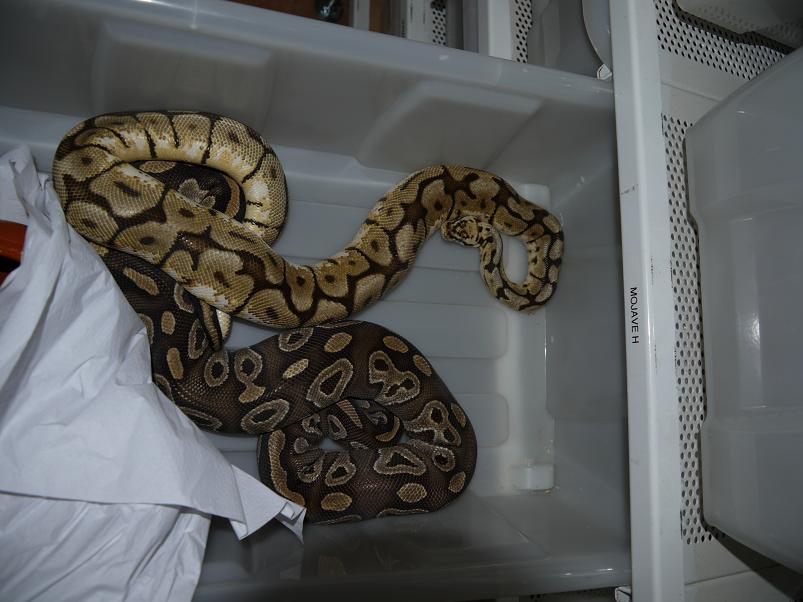 bumble bee x mojave H.JPG