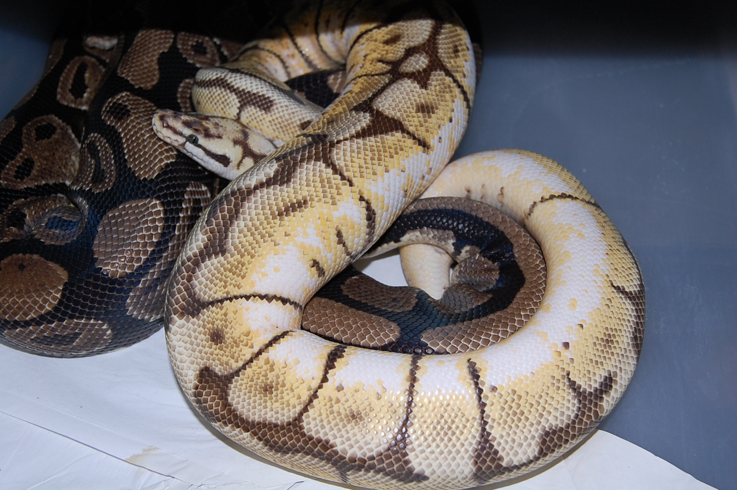 bumble bee X normal 3 21.12.2010.JPG