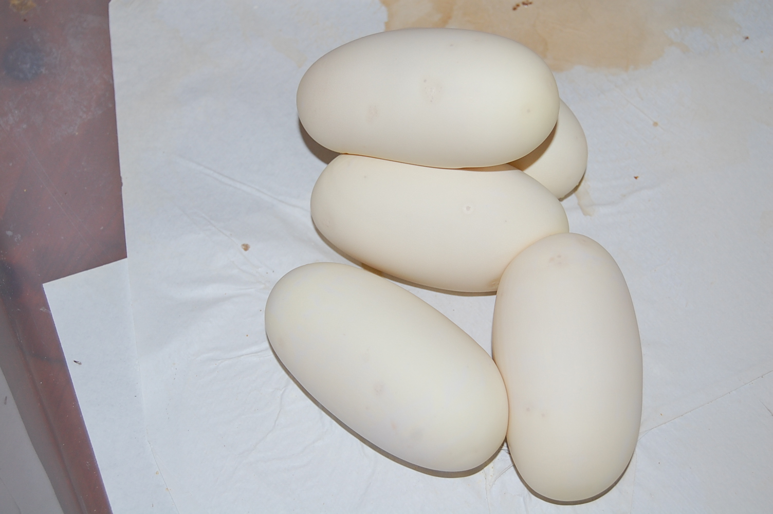 bumble bee X normal 6 - 25.6,2011 (4).JPG