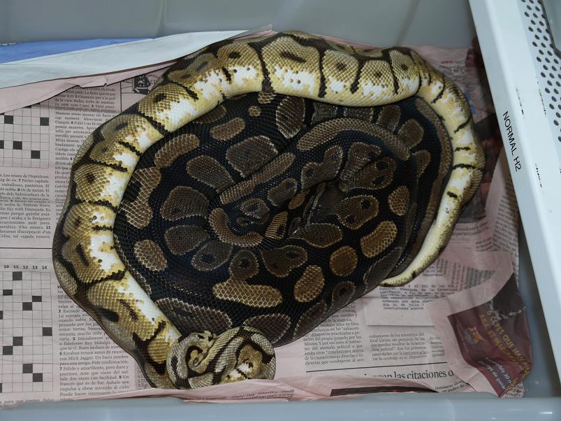 bumble bee x normal H2.JPG