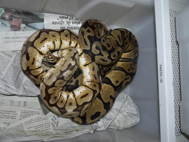 bumble bee x pastel H5.JPG