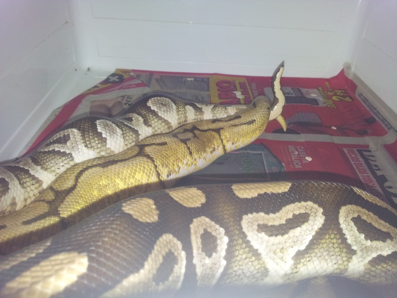 Bumblebee x Mojave.jpg